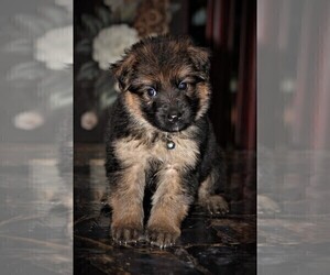 German Shepherd Dog Puppy for sale in LA FAYETTE, NY, USA
