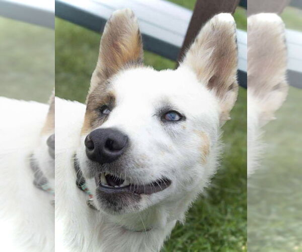 Medium Photo #1 Mutt Puppy For Sale in Estherville, IA, USA