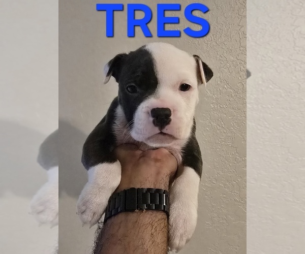 Medium Photo #25 American Bully Puppy For Sale in KISSIMMEE, FL, USA