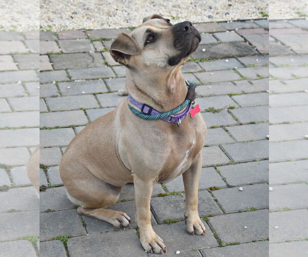 Medium Photo #7 American Staffordshire Terrier-Unknown Mix Puppy For Sale in Spring Lake, NJ, USA