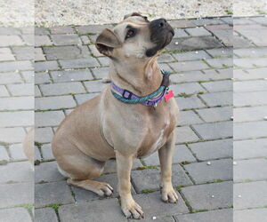 Skylar - Female American Staffordshire Terrier-Unknown Mix Dog for Adoption - Photo #7
