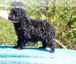 Small #44 Poodle (Toy)