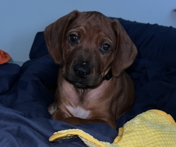 Medium Photo #1 Rhodesian Ridgeback Puppy For Sale in MURFREESBORO, TN, USA