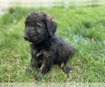 Small Photo #6 Bernedoodle Puppy For Sale in GILBERT, AZ, USA