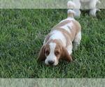 Small #2 Basset Hound