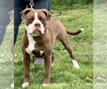 Small Photo #1 Alapaha Blue Blood Bulldog Puppy For Sale in RUFFS DALE, PA, USA