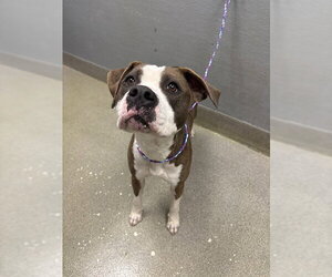 Mutt Dogs for adoption in Las Vegas, NV, USA