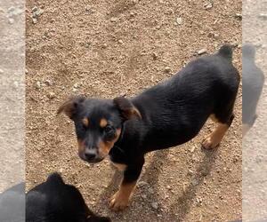 Australian Cattle Dog Dogs for adoption in MENIFEE, CA, USA