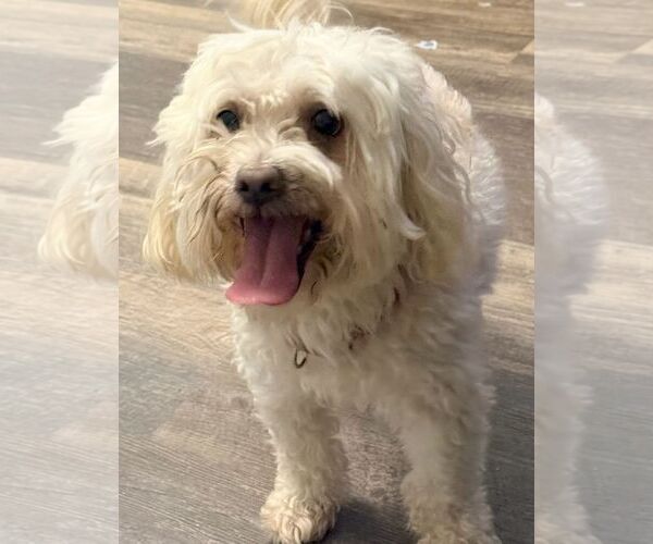 Medium Photo #1 Maltese-Unknown Mix Puppy For Sale in Cliffwood, NJ, USA