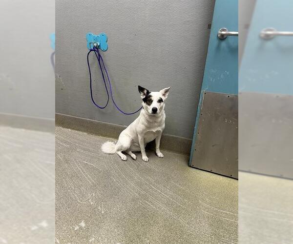 Medium Photo #1 Border Collie-Unknown Mix Puppy For Sale in Las Vegas, NV, USA
