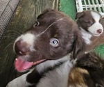Small Photo #5 Australian Shepherd Puppy For Sale in NELSON, VA, USA