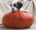 Puppy Patty Pumpkin Lhasa Apso