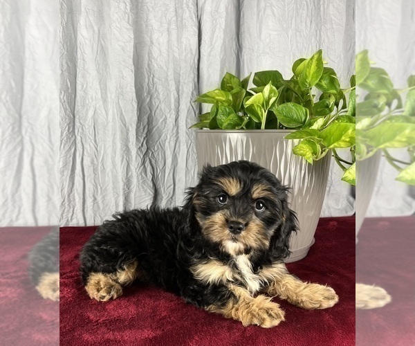 Medium Photo #8 Cavanese Puppy For Sale in GREENWOOD, IN, USA