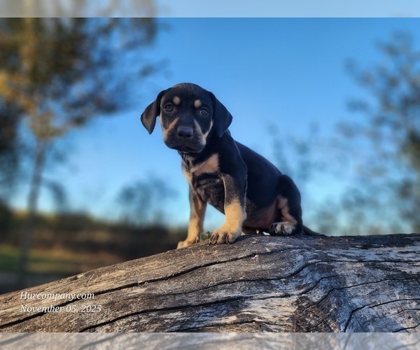 Medium Photo #3 Catahoula Leopard Dog Puppy For Sale in CUMBY, TX, USA