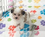 Bandit - Male Papitese Puppy for Sale - Photo #7