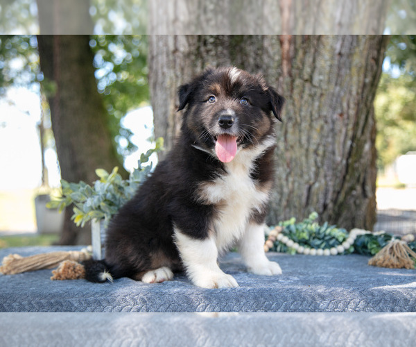 Medium Photo #11 Australian Shepherd Puppy For Sale in CHRISTIANA, PA, USA