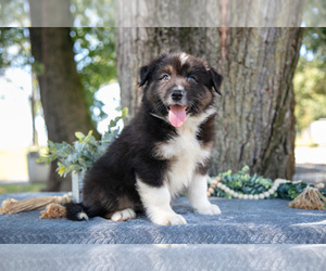 Medium Australian Shepherd