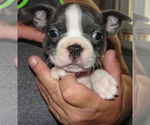 Puppy 2 Boston Terrier