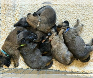 Mutt Dogs for adoption in Imlay City, MI, USA