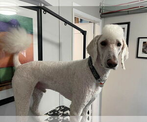 Ronnie - Male Poodle (Standard) Dog for Adoption - Photo #6