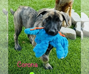 Shepradors Dogs for adoption in Mission Viejo, CA, USA