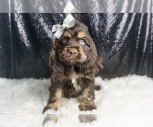 Medium Cocker Spaniel