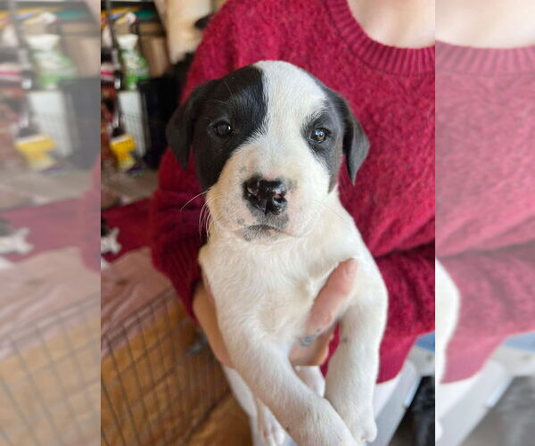 Medium Photo #2 Boxer-Unknown Mix Puppy For Sale in Salt Lake City, UT, USA