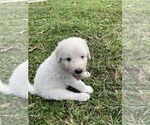 Small Photo #2 Great Pyrenees-Pyredoodle Mix Puppy For Sale in NEWBERRY, FL, USA