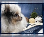 Small Photo #8 Pomeranian Puppy For Sale in VICTORVILLE, CA, USA