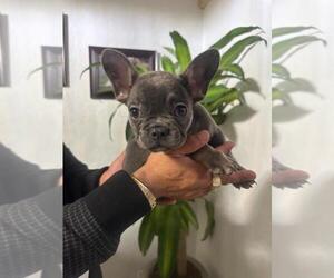 French Bulldog Puppy for sale in MORENO VALLEY, CA, USA