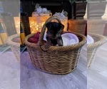 Small Photo #3 Yorkshire Terrier Puppy For Sale in O FALLON, MO, USA