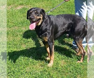 Rottweiler-Unknown Mix Dogs for adoption in Columbus, IN, USA