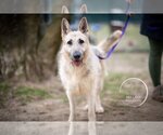 Small German Shepherd Dog Mix
