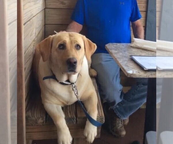 Medium Photo #1 Labrador Retriever Puppy For Sale in JASONVILLE, IN, USA