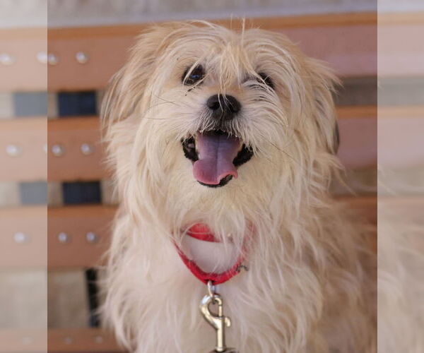 Medium Photo #28 Mutt Puppy For Sale in Philadelphia, PA, USA