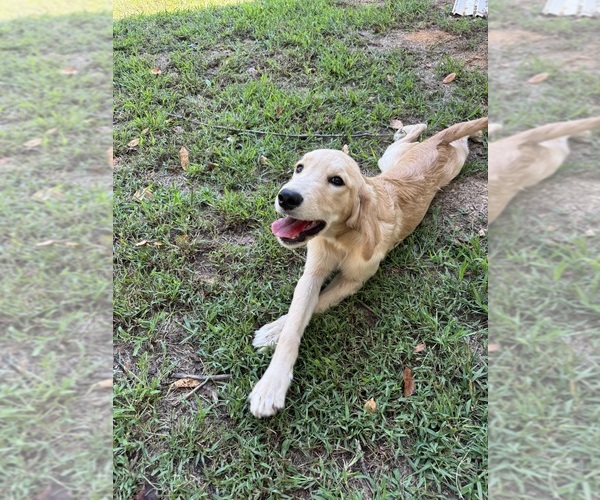 Medium Photo #11 Flat Coated Retriever-Golden Retriever Mix Puppy For Sale in SOMERVILLE, AL, USA