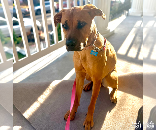 Medium Photo #5 Black Mouth Cur-Boxer Mix Puppy For Sale in Washington, DC, USA