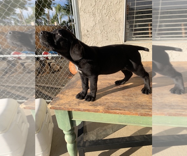 Full screen Photo #10 Cane Corso Puppy For Sale in HEMET, CA, USA