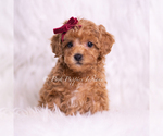 Small #1 Poodle (Miniature)