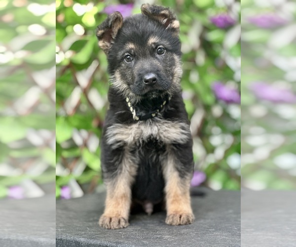 Medium Photo #3 German Shepherd Dog Puppy For Sale in FORT WHITE, FL, USA