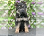 Small #2 German Shepherd Dog