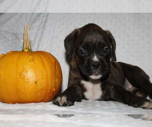 Medium Photo #4 Boxer Puppy For Sale in SHIPSHEWANA, IN, USA