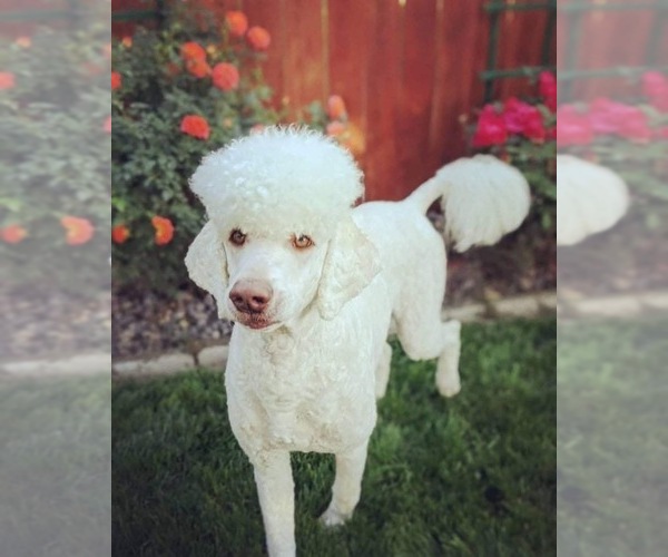 Medium Photo #1 Goldendoodle Puppy For Sale in HYSHAM, MT, USA