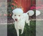 Small Photo #1 Goldendoodle Puppy For Sale in HYSHAM, MT, USA