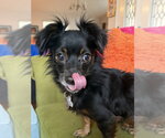 Small #3 Chiweenie