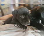 Small #2 Labrador Retriever Mix