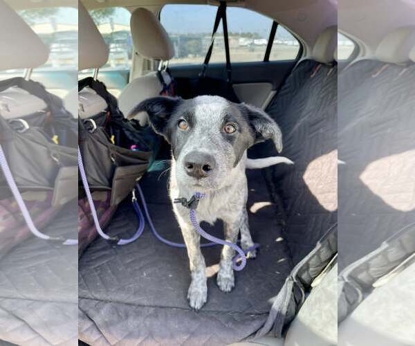 Medium Photo #3 Mutt Puppy For Sale in Paso Robles, CA, USA