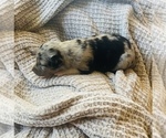 Small Photo #24 Miniature Australian Shepherd Puppy For Sale in TONASKET, WA, USA