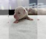 Small #4 American Bulldog