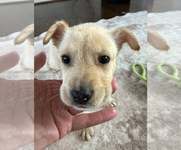 Medium Photo #2 Shepradors Puppy For Sale in The Woodlands, TX, USA